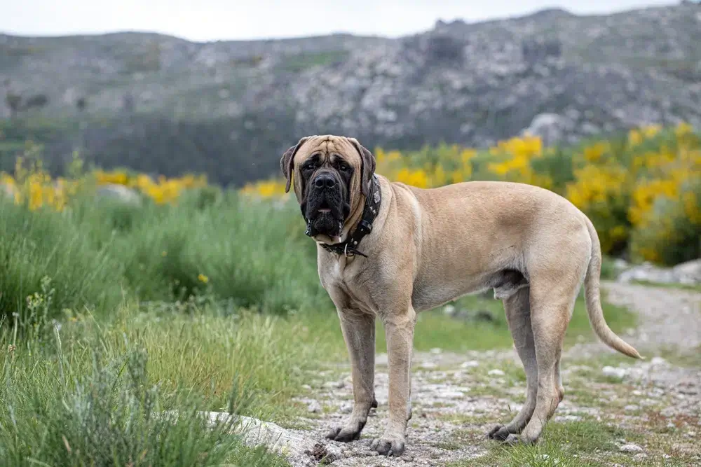 MASTIFF - REACTIVE DOG BREEDS