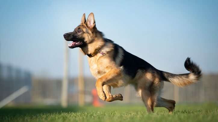 GERMAN SHEPHERD - REACTIVE DOG BREEDS