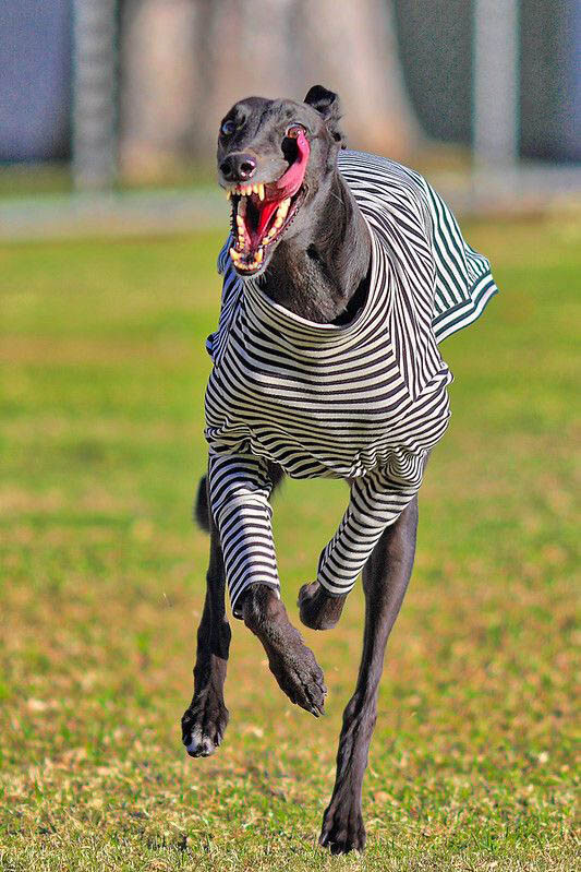 GREYHOUND - REACTIVE DOG BREEDS