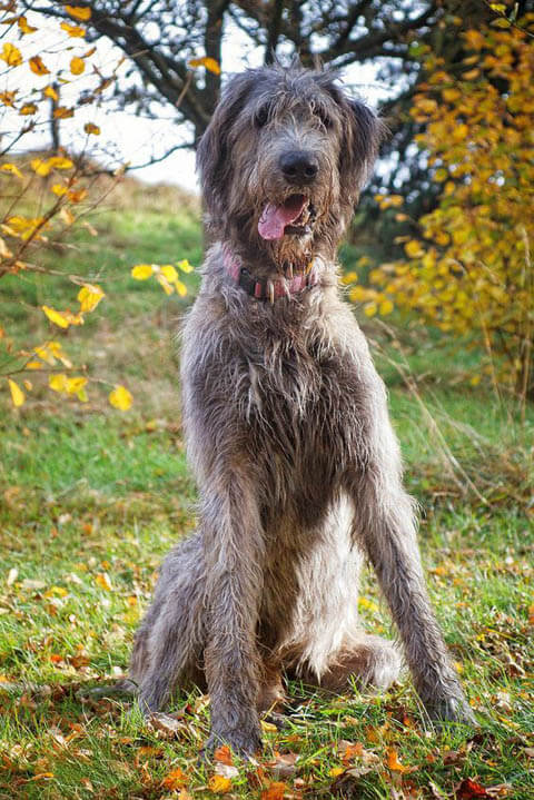 IRISH WOLFHOUND - REACTIVE DOG BREEDS
