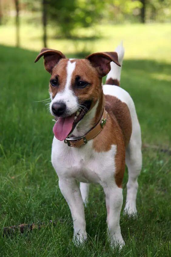JACK RUSSEL TERRIER - REACTIVE DOG BREEDS