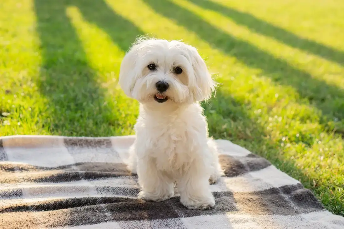 MALTESE - REACTIVE DOG BREEDS