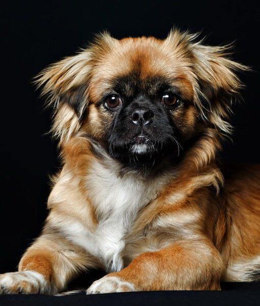 PEKINGESE - REACTIVE DOG BREEDS