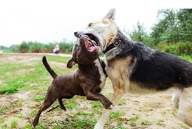 HOW TO SOCIALIZE REACTIVE DOGS