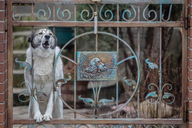 WAYS TO CALM - REACTIVE DOGS