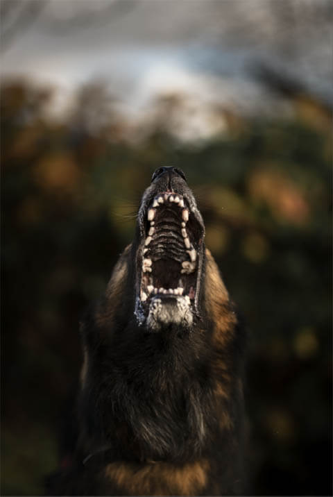 REACTIVE HYPERACTIVE DOGS TRAINING