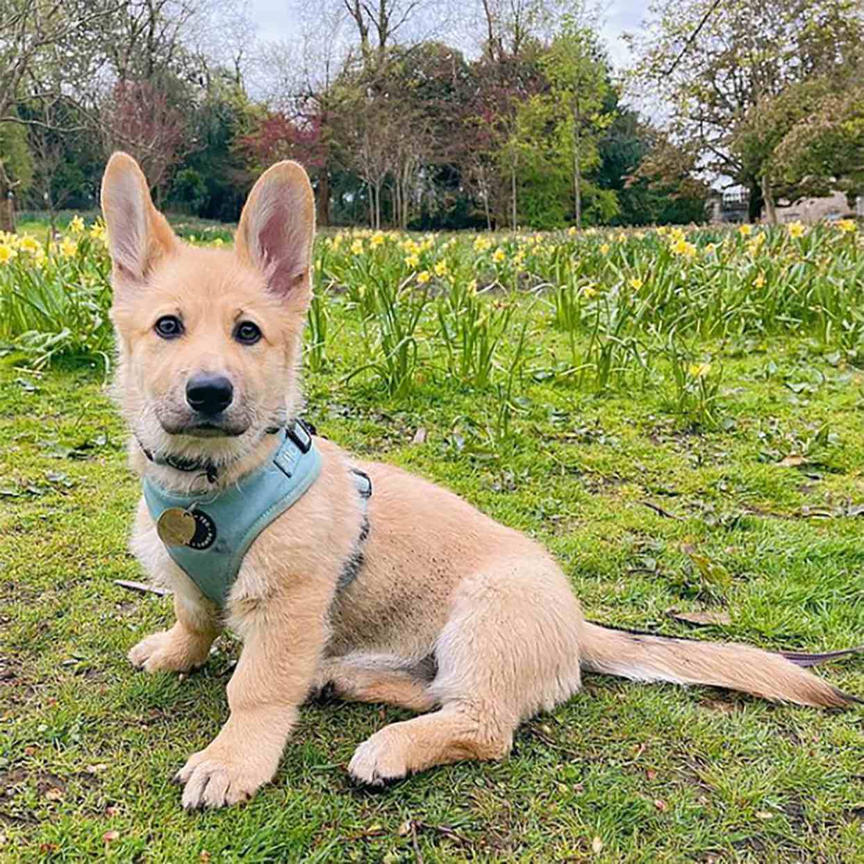 SHEPHERD CROSSES - REACTIVE DOG BREEDS