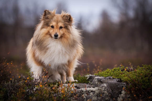 SHETLAND SHEEPDOG - REACTIVE DOG BREEDS