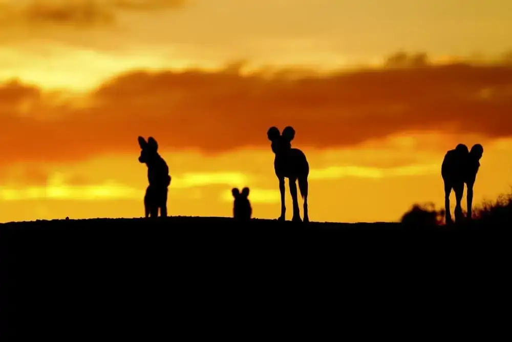 AFRICAN DOG BREEDS