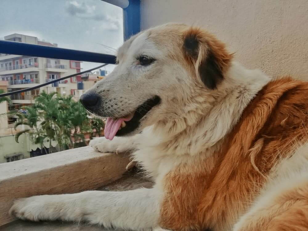 MOUNTAIN DOG BREEDS - AIDI ATLAS MOUNTAIN DOG