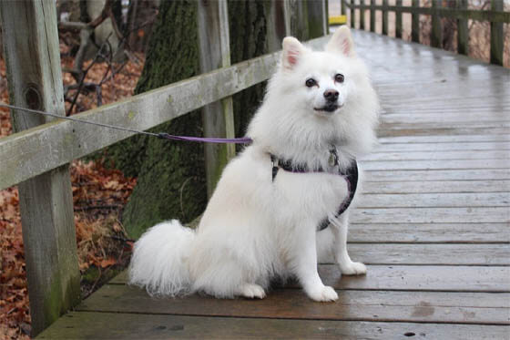 NORDIC DOG BREEDS - AMERICAN ESKIMO DOG
