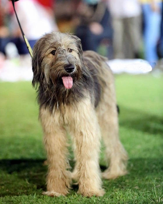 AFRICAN DOG BREEDS - ARMANT