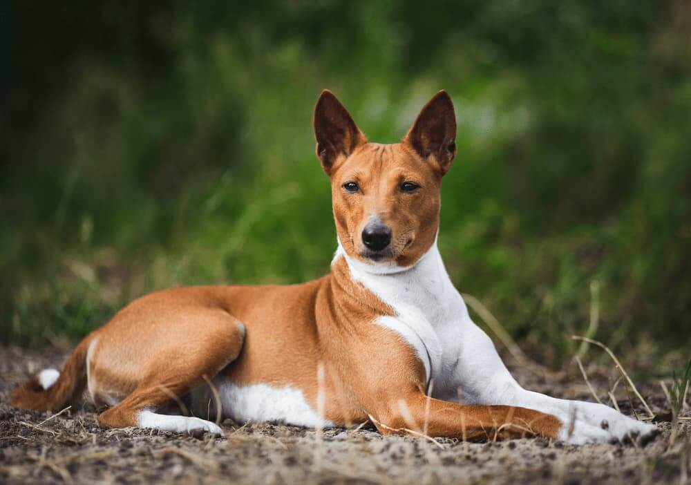 AFRICAN DOG BREEDS - BASENJI