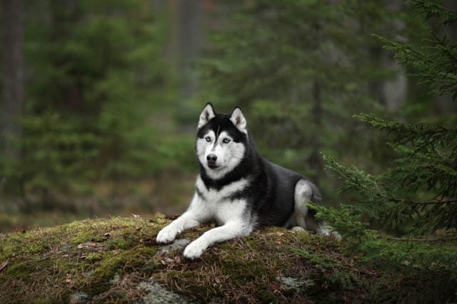 TYPES OF HUSKY