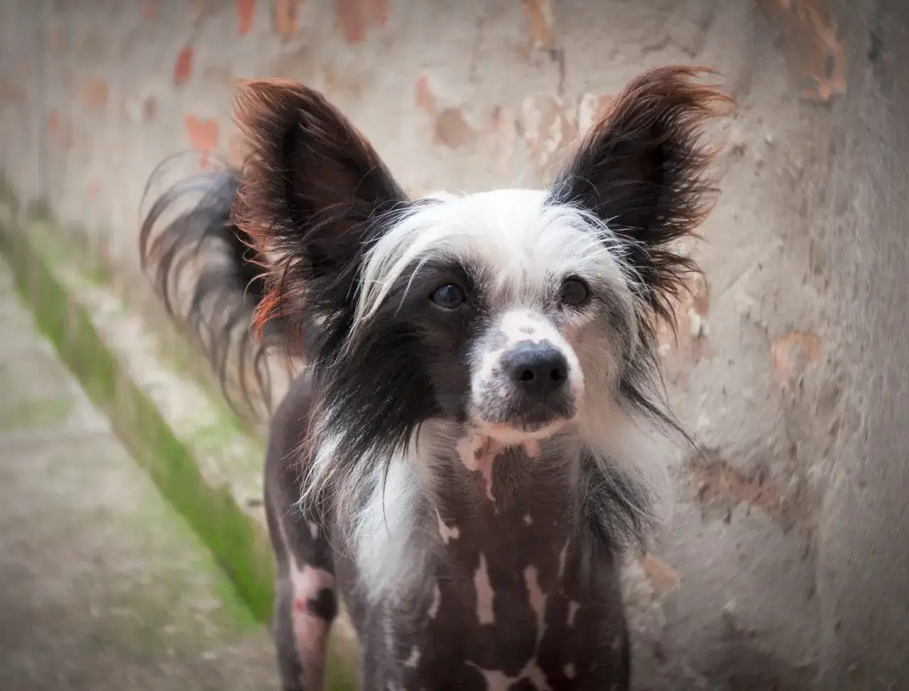 AFRICAN DOG BREEDS - CHINESE CRESTED DOG