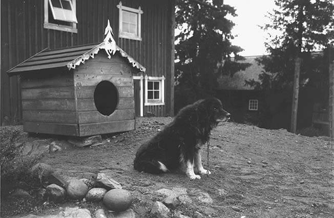 NORDIC DOG BREEDS - DALBO