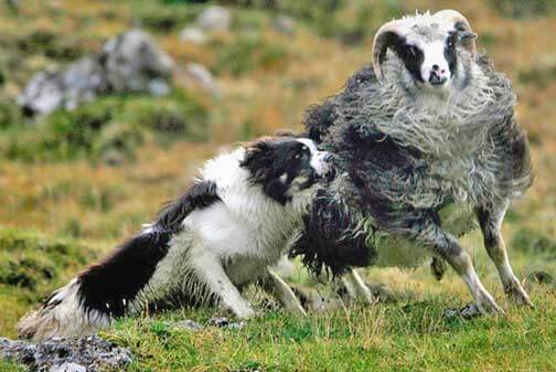 NORDIC DOG BREEDS - FAROESE SHEEPDOG
