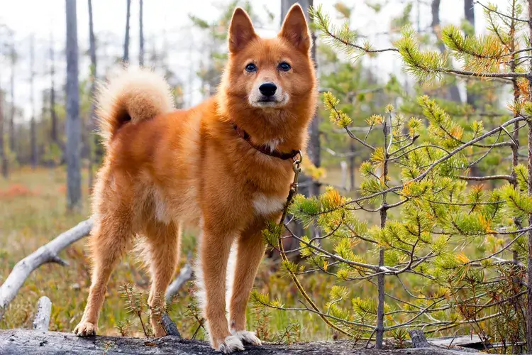NORDIC DOG BREEDS