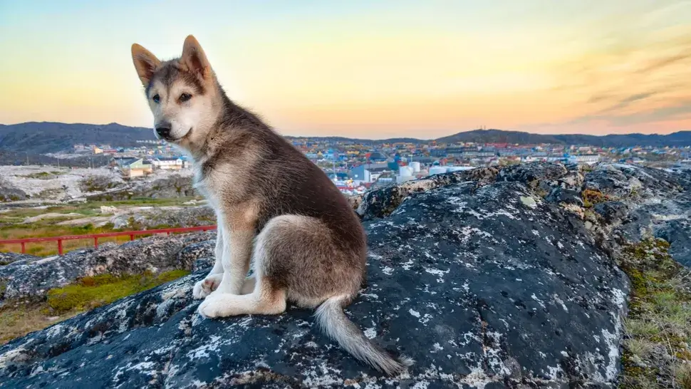SPITZ DOG BREEDS - GREENLAND DOG