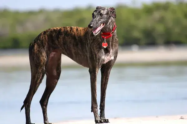 AFRICAN DOG BREEDS - GREYHOUND