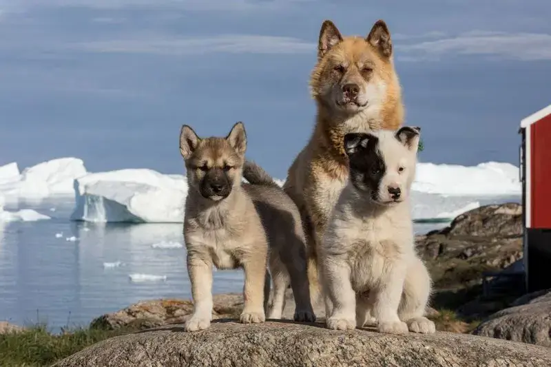 Oldest Dog Breed on Earth
