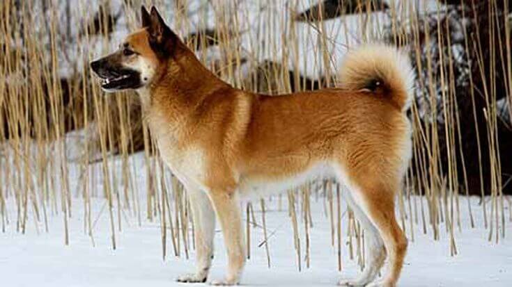 NORDIC DOG BREEDS - HALLEFORS ELKHOUND