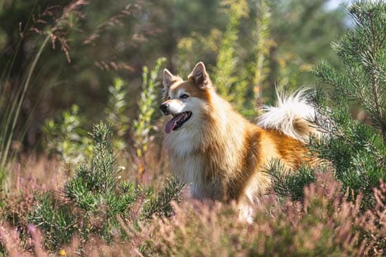 SPITZ DOG BREEDS - ICELANDIC SHEEPDOG