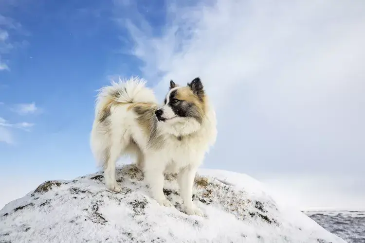 NORDIC DOG BREEDS - ICELANDIC SHEEPDOG