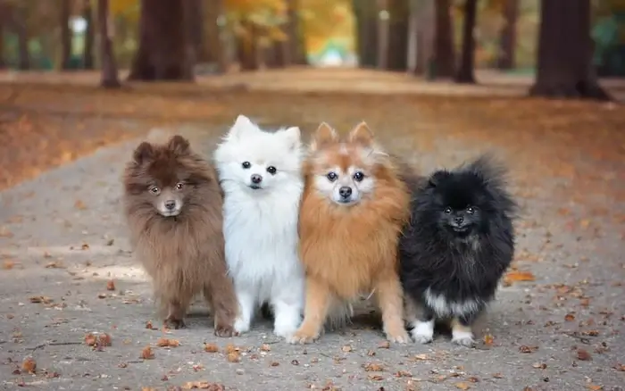 SPITZ DOG BREEDS - POMERANIAN