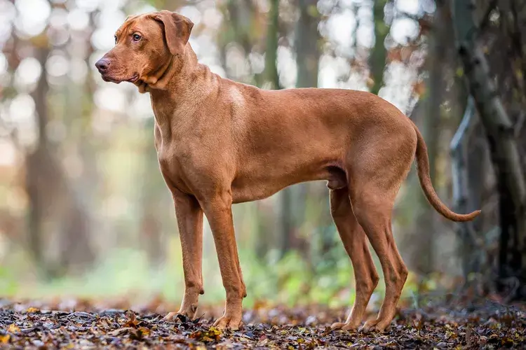 AFRICAN DOG BREEDS - RHODESIAN RIDGEBACK