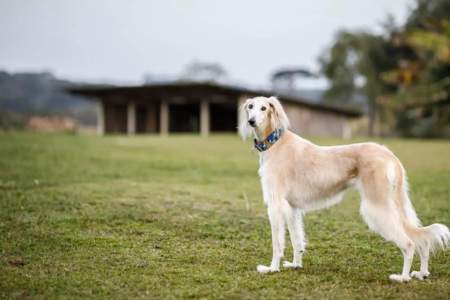 AFRICAN DOG BREEDS - SALUKI