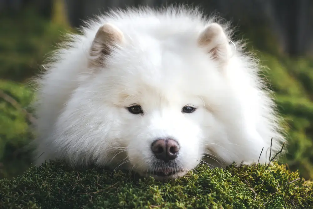 NORDIC DOG BREEDS - SAMOYED