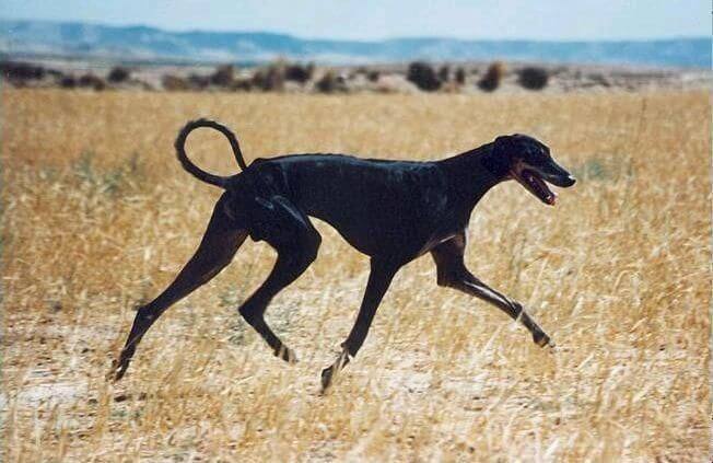 AFRICAN DOG BREEDS - SLOUGHI