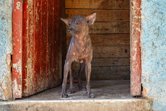 AFRICAN DOG BREEDS - ABYSSINIAN SAND TERRIER