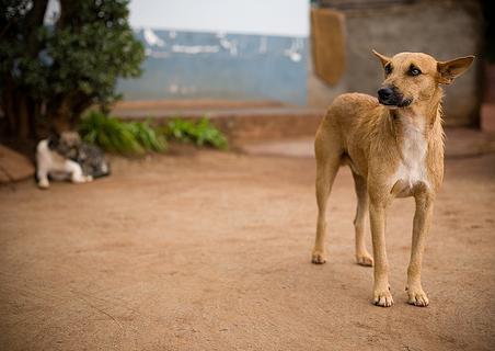 AFRICAN DOG BREEDS - AFRICAN VILLAGE DOGS