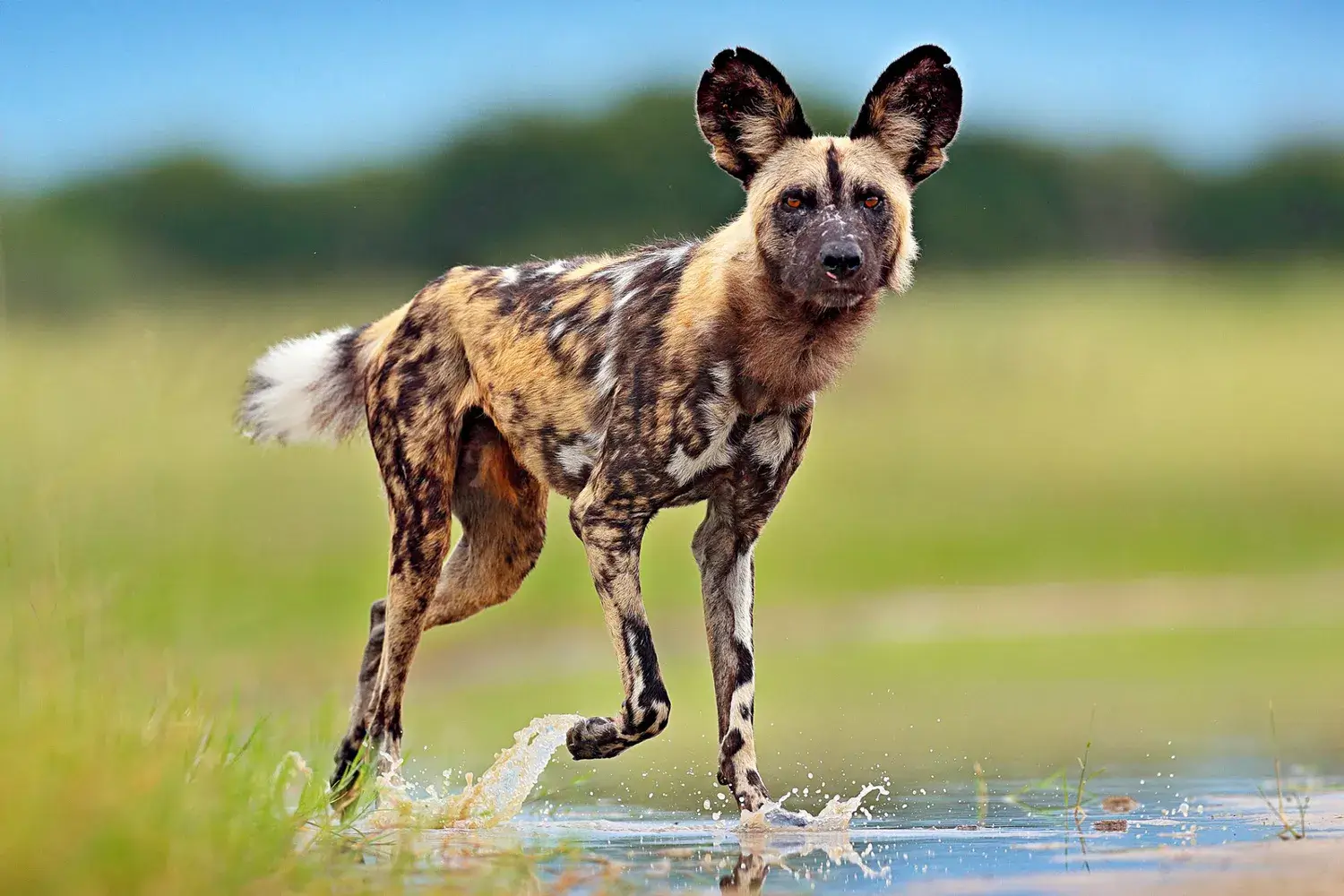 AFRICAN DOG BREEDS - WILD AFRICAN DOG