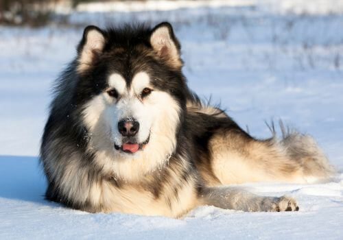 NORDIC DOG BREEDS - ALASKAN MALAMUTE