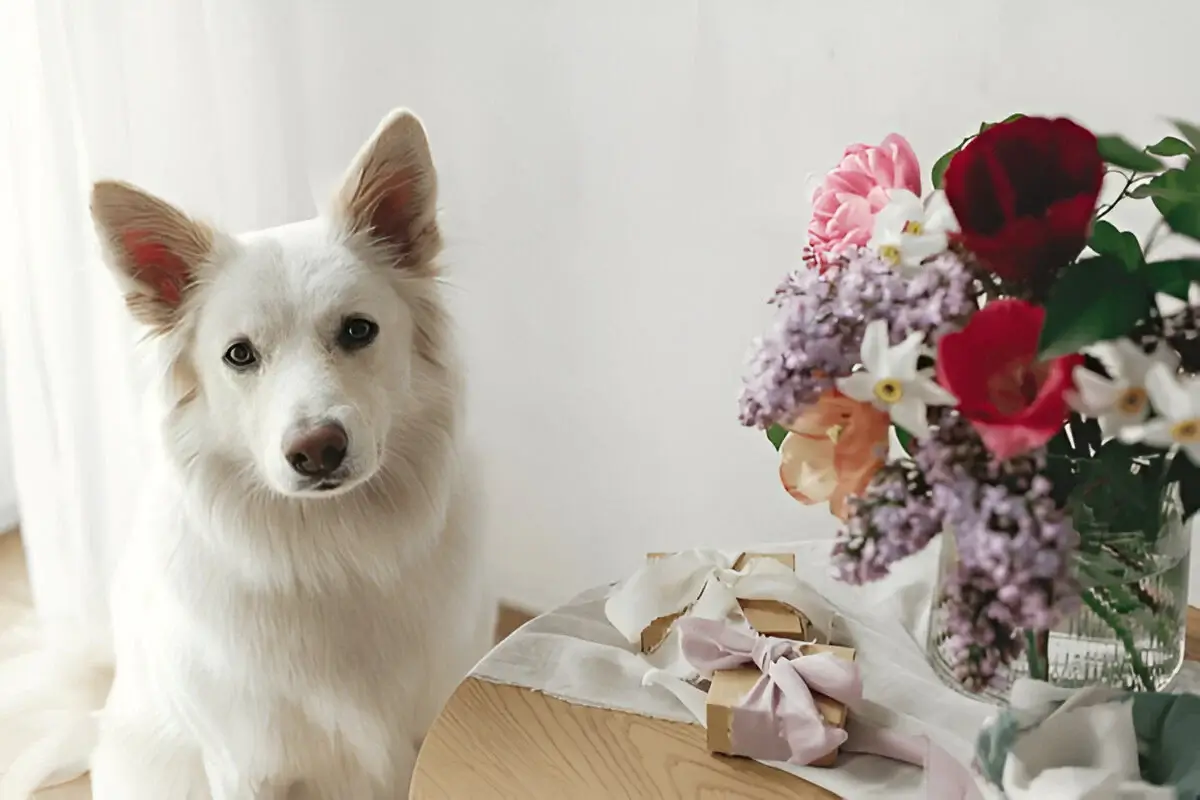 NORDIC DOG BREEDS - DANISH SPITZ