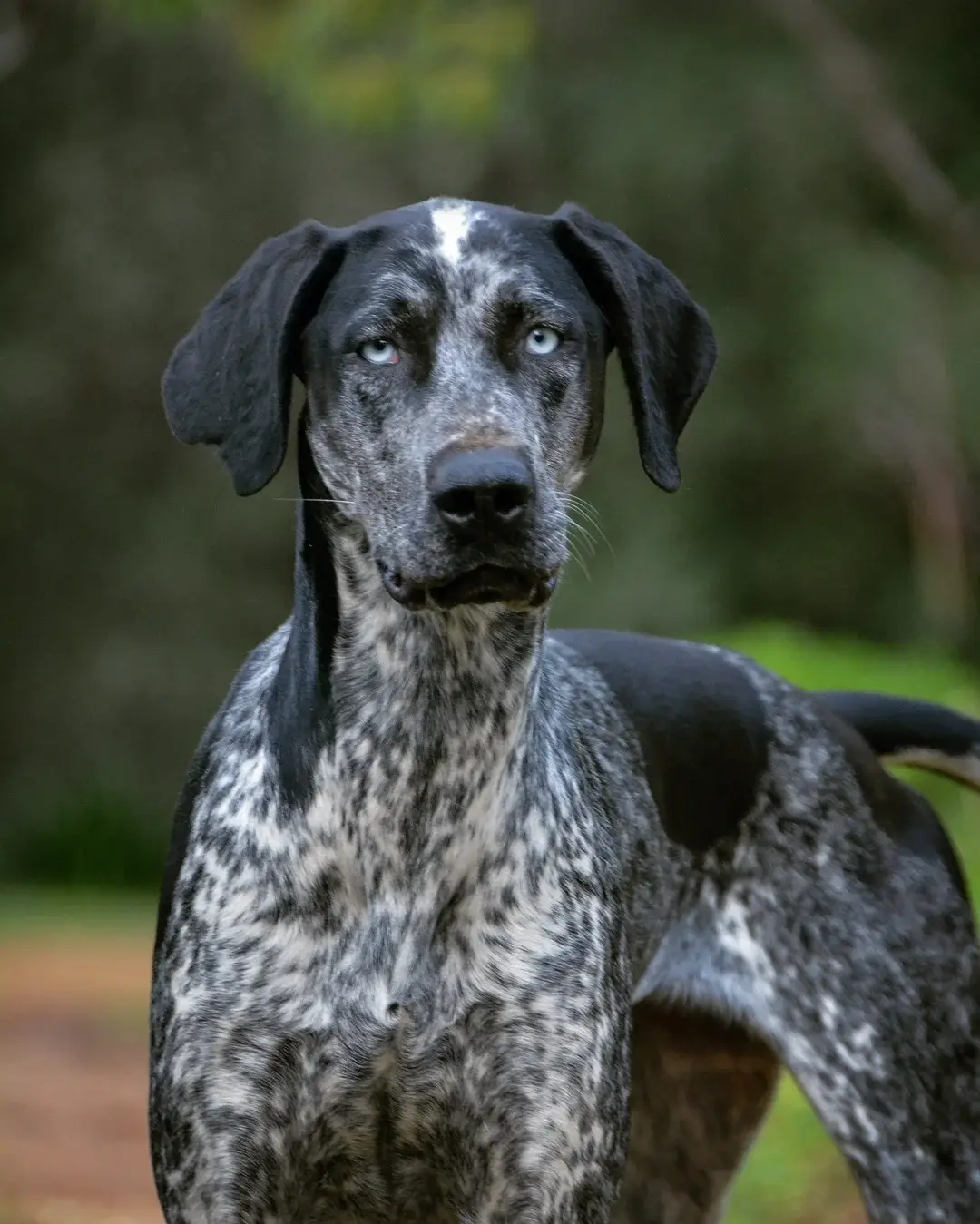 NORDIC DOG BREEDS - SCANDINAVIAN HOUND