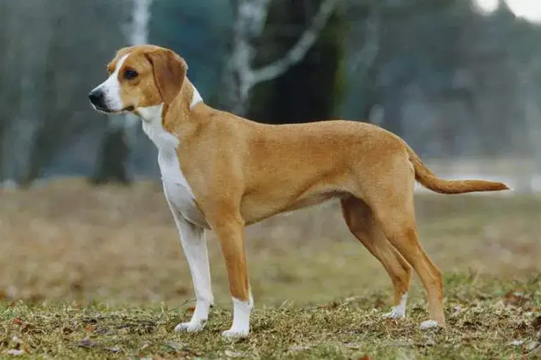 NORDIC DOG BREEDS - GOTLAND HOUND