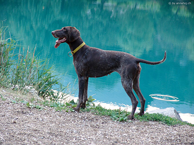 NORDIC DOG BREEDS - GREYSTER