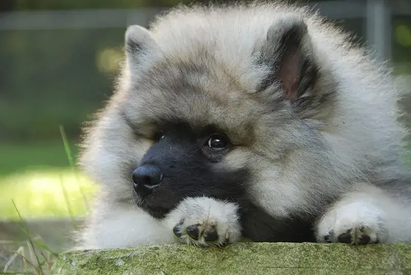 SPITZ DOG BREEDS - KEESHOND