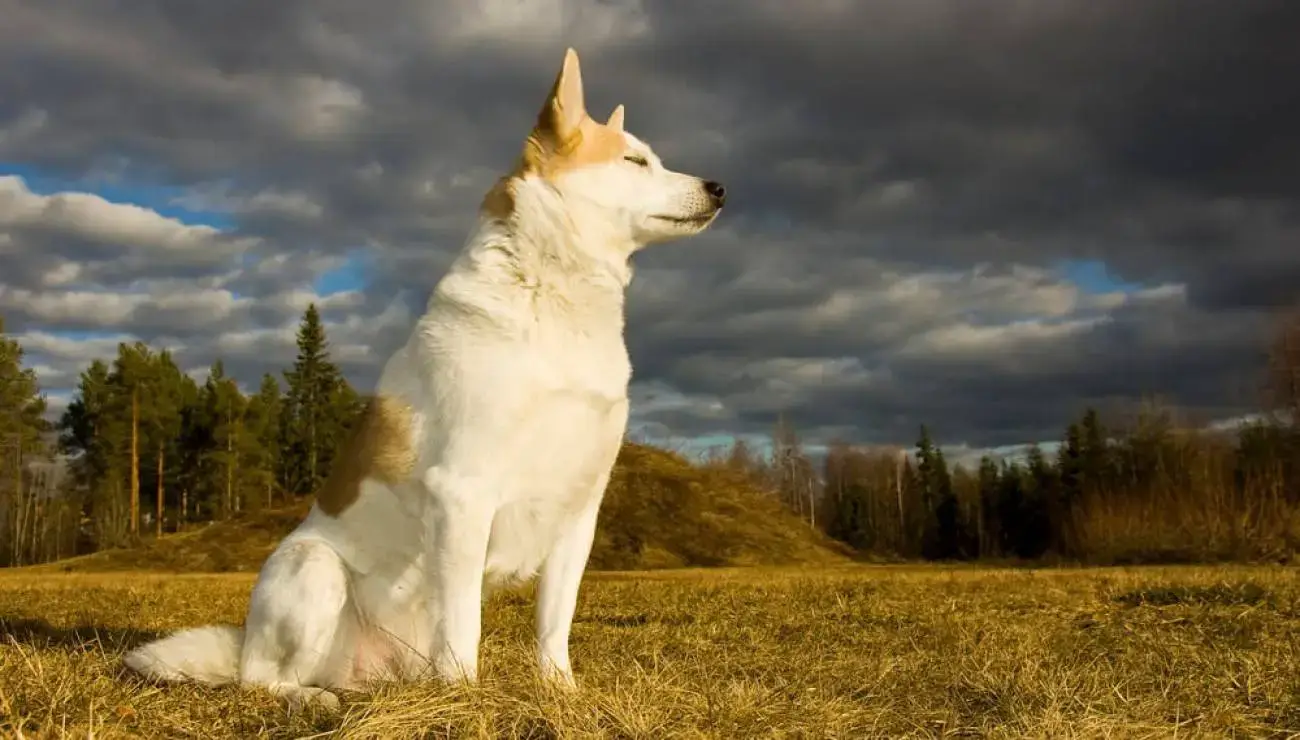 NORDIC DOG BREEDS - NORRBOTTENSPITZ