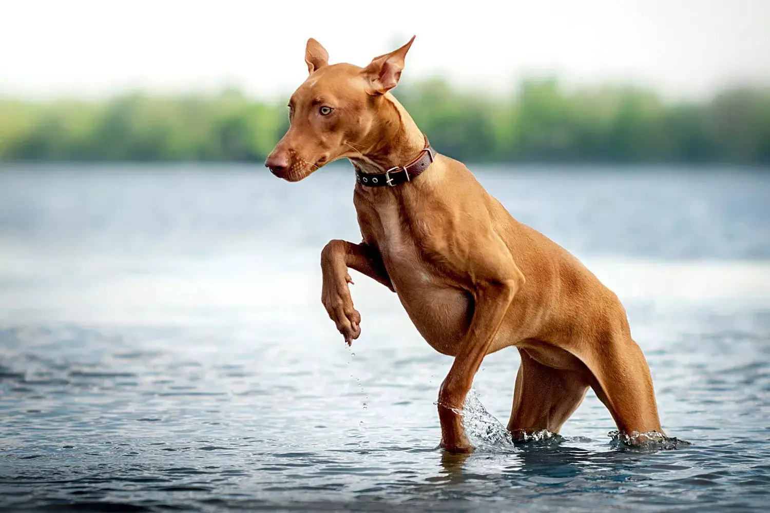 AFRICAN DOG BREEDS - PHARAOH HOUND