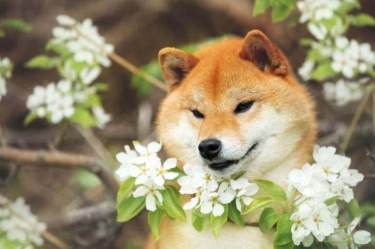 SPITZ DOG BREEDS - SHIBA INU