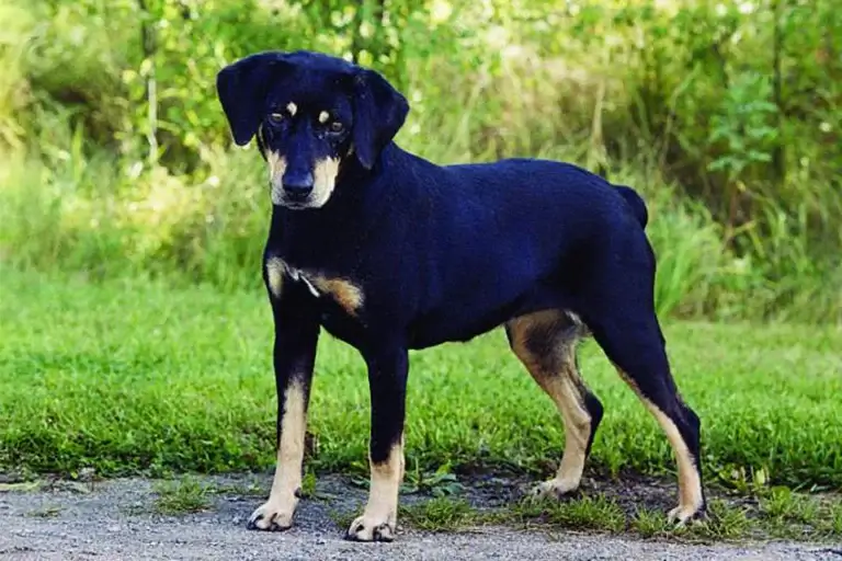 NORDIC DOG BREEDS - SMALAND HOUND