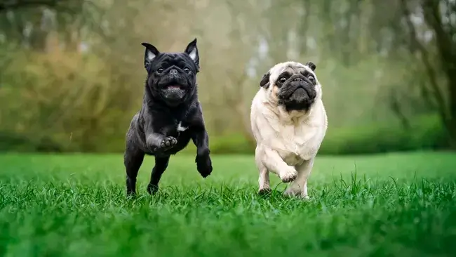 Brachycephalic Dog Breeds