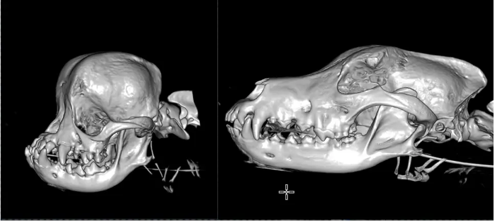 On left - Brachycephalic, On right - Dolichocephalic Dog skulls