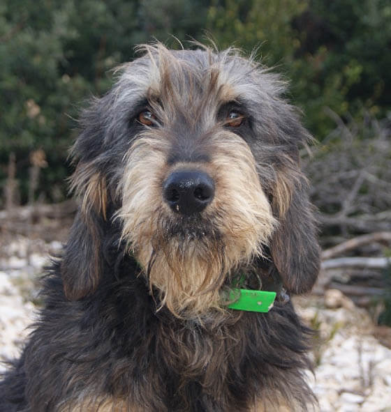 Dog Facts, Stories, Stereotypes and Myths