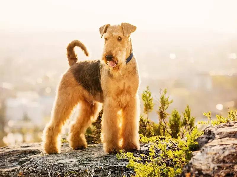 TERRIER DOG BREEDS